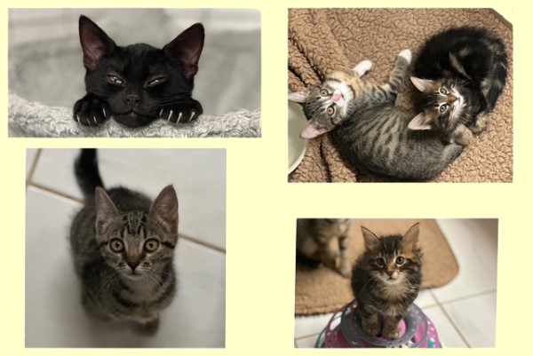Unsere Kitten suchen ein Zuhause
