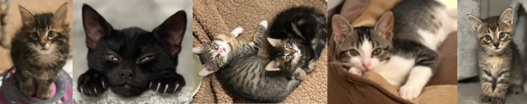 Unsere Kitten suchen ein Zuhause