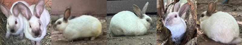 Siamkaninchen